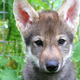 A wolf puppy named Flea, who did not care for the game of fetch.
